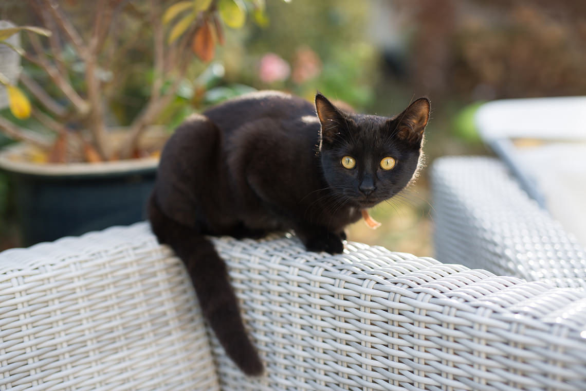 chaton noir