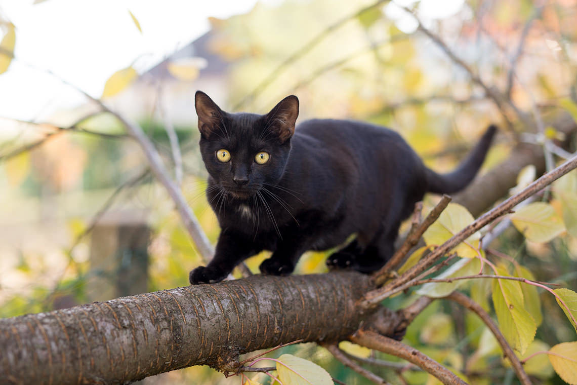 photo chaton noir