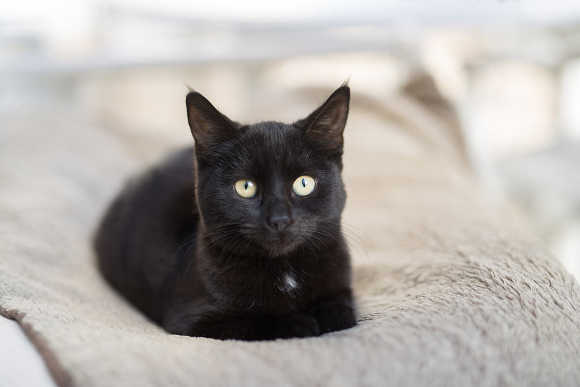 bébé chat noir