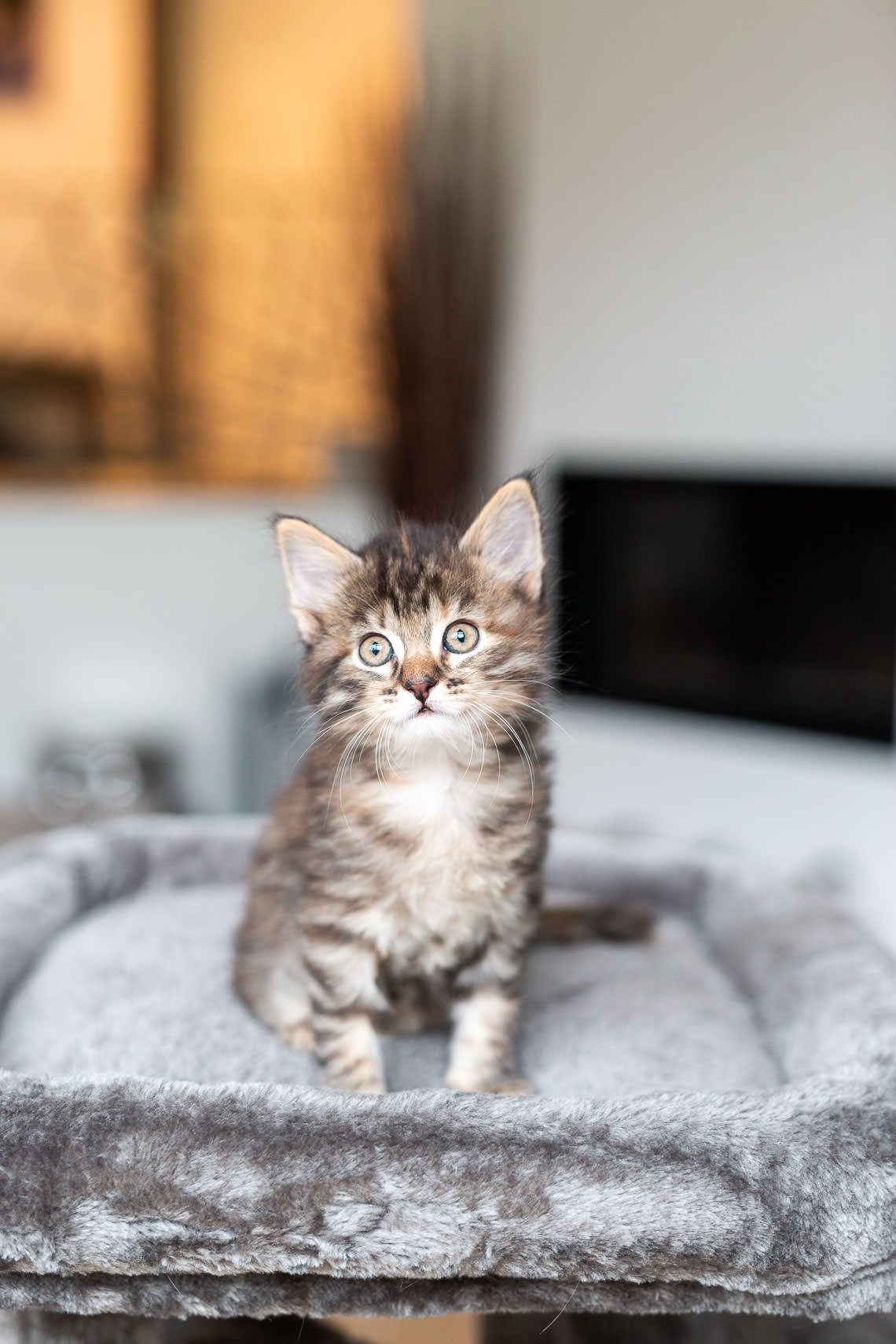 chatons fluffy