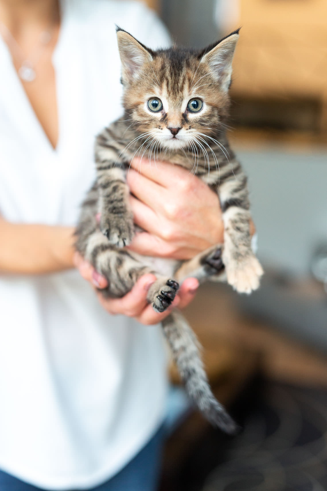 chaton dans les mains