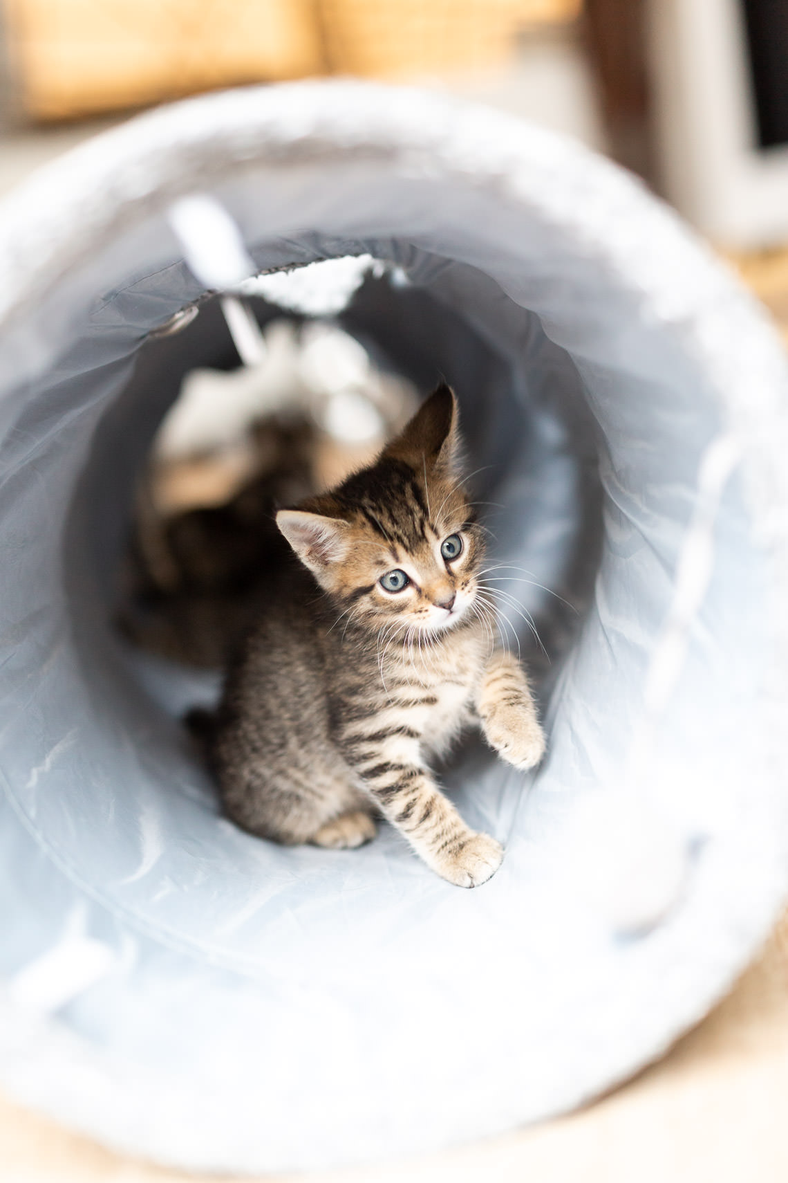 chaton joueur