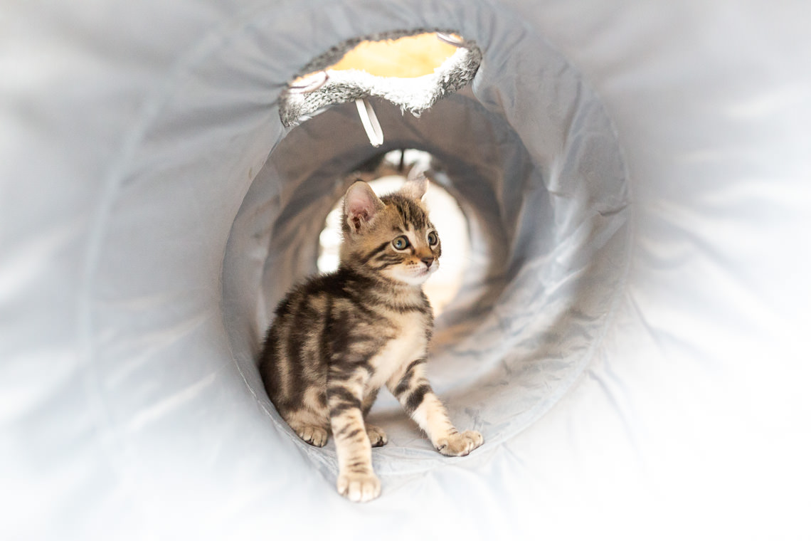 chaton joueur