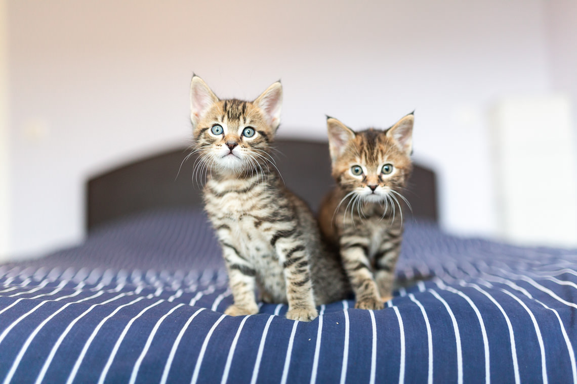 chatons sur la couette