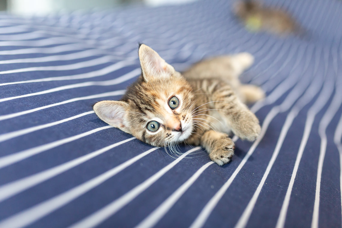 chaton qu'on a envie de caliner