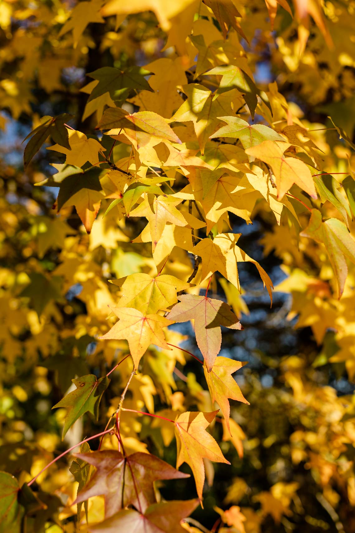automne arboretum chatenay malabry