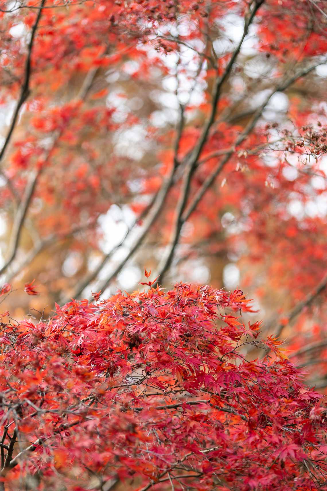 automne arboretum chatenay malabry